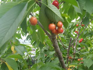 조귀연님의 참깨 · 영농일지 작성글 사진