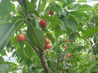 조귀연님의 참깨 · 영농일지 작성글 사진