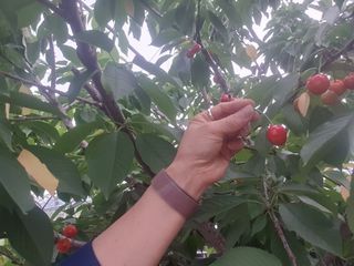 조귀연님의 참깨 · 영농일지 작성글 사진