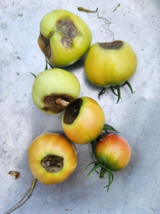 내 사랑색소폰님의 농사, 무엇이든 물어보세요! · 참여글 작성글 사진