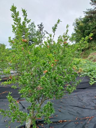 행운목(이옥도)님의 기타작물 · 영농일지 작성글 사진