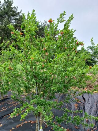 행운목(이옥도)님의 기타작물 · 영농일지 작성글 사진