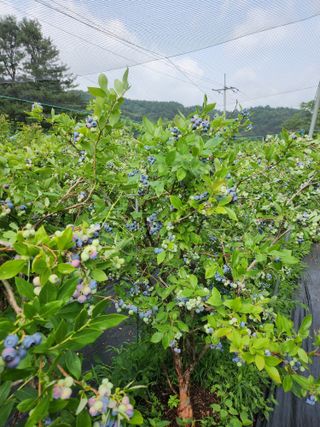 설악20446님의 블루베리 · 영농일지 작성글 사진