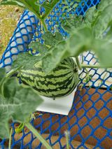 팜모닝 자유주제·자유게시판 게시글 이미지