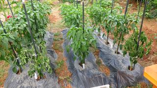 피하우스님의 고추 · 영농일지 작성글 사진