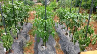 피하우스님의 고추 · 영농일지 작성글 사진