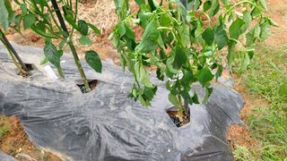 피하우스님의 고추 · 영농일지 작성글 사진