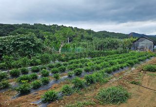 종합선물세트님의 사과 · 영농일지 작성글 사진