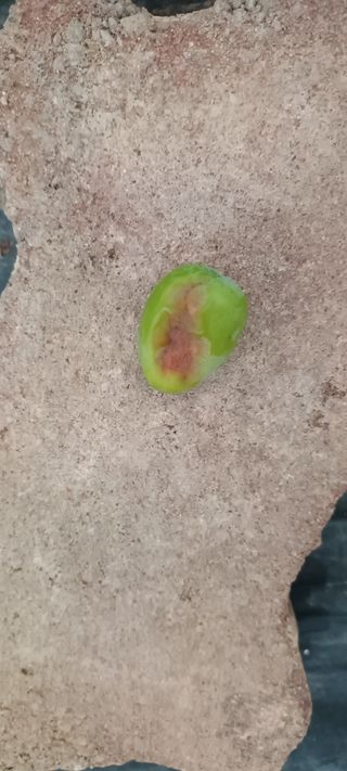 김우식님의 농사, 무엇이든 물어보세요! · 참여글 작성글 사진