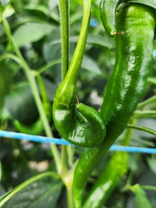 오빠스타님의 고추 · 영농일지 작성글 사진