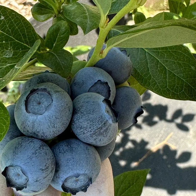 보미농장님의 장터 판매 상품 [블루베리 1kg부터 주문가능 택배비포함 판매종료] 첨부 사진