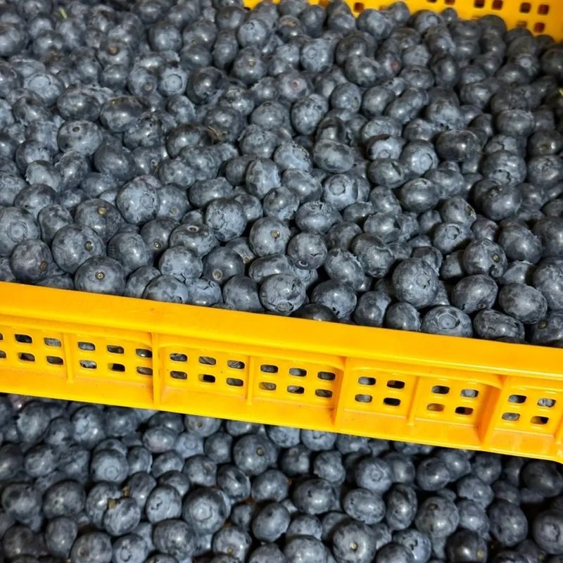 보미농장님의 장터 판매 상품 [블루베리 1kg부터 주문가능 택배비포함 판매종료] 첨부 사진