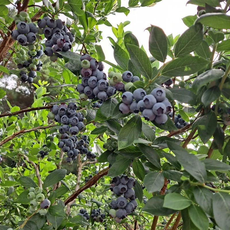 보미농장님의 장터 판매 상품 [블루베리 1kg부터 주문가능 택배비포함 판매종료] 첨부 사진