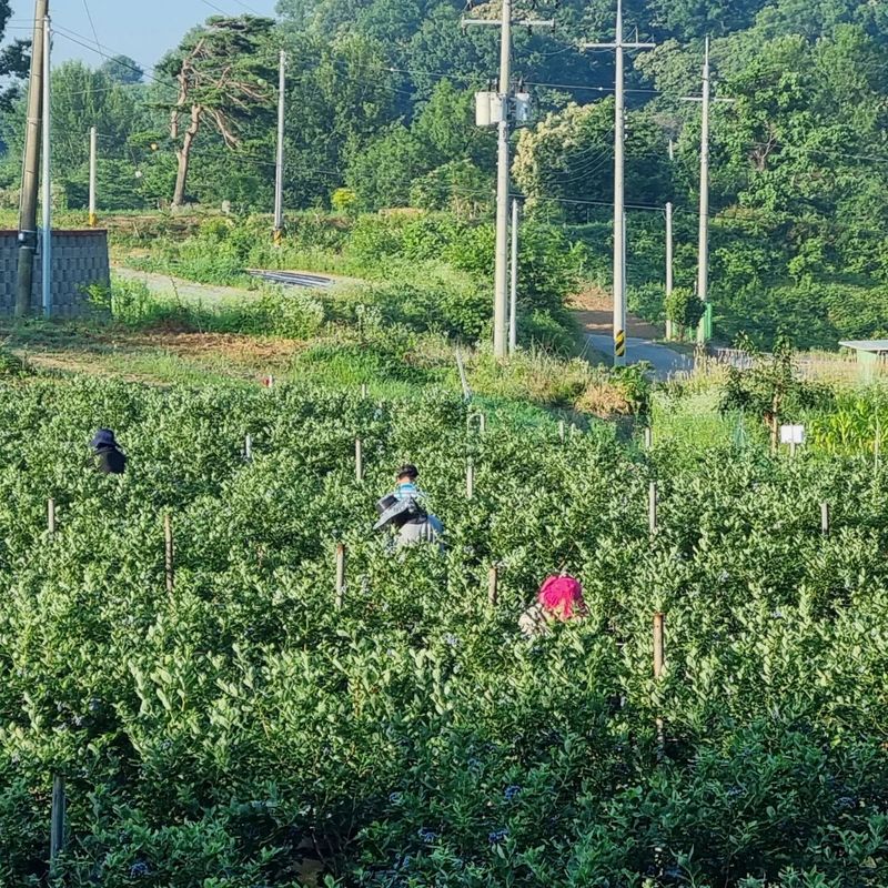 보미농장님의 장터 판매 상품 [블루베리 1kg부터 주문가능 택배비포함 판매종료] 첨부 사진