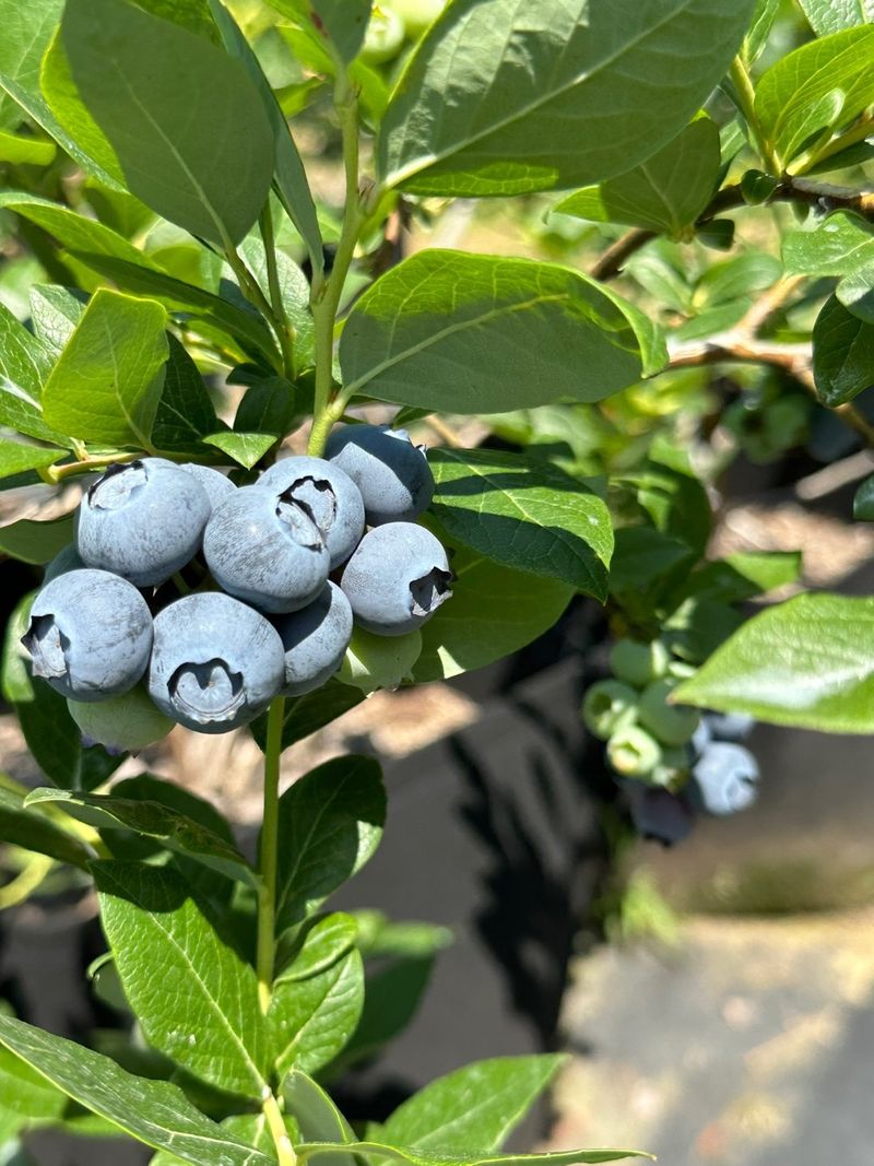 보미농장님의 장터 판매 상품 [블루베리 1kg부터 주문가능 택배비포함 판매종료] 첨부 사진