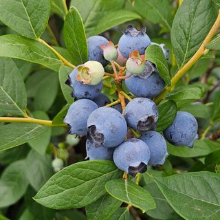 오이10321님의 블루베리 · 영농일지 작성글 사진