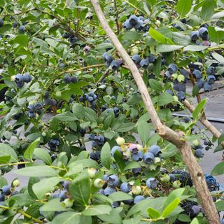 오이10321님의 블루베리 · 영농일지 작성글 사진