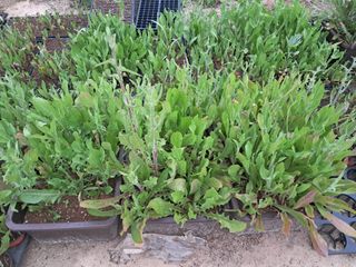 상추17741님의 자유주제 · 자유게시판 작성글 사진