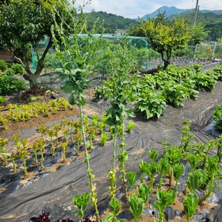 차산리주말농부님의 상추 · 영농일지 작성글 사진