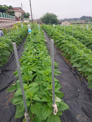 김경순님의 참깨 · 영농일지 작성글 사진