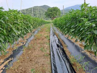 박흠님의 ☔️장마 대비 하셨나요? · 참여글 작성글 사진