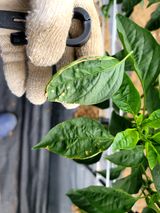 팜모닝 고추·영농일지 게시글 이미지