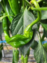 팜모닝 고추·병해충상담 게시글 이미지