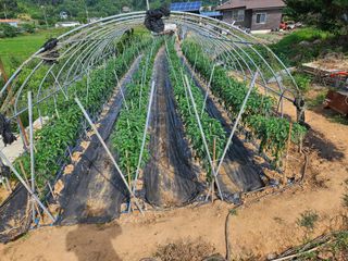 김균율님의 고추 · 영농일지 작성글 사진