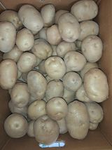 팜모닝 감자·영농일지 게시글 이미지