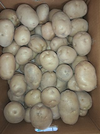 김천.사랑님의 감자 · 영농일지 작성글 사진