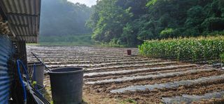 정동관님의 들깨 · 영농일지 작성글 사진