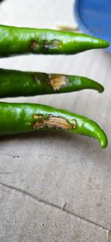 팜모닝 고추·병해충상담 게시글 이미지