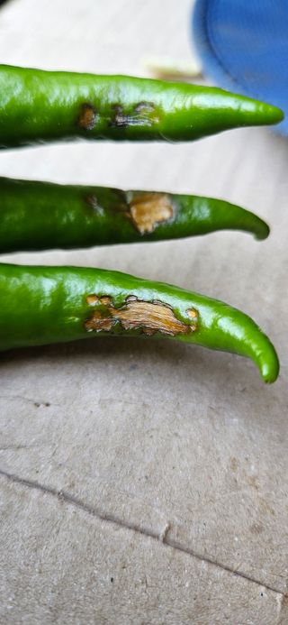 정동관님의 고추 · 병해충상담 작성글 사진