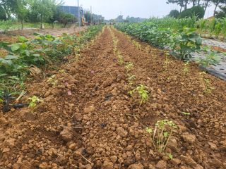 체리123님의 들깨 · 자유게시판 작성글 사진