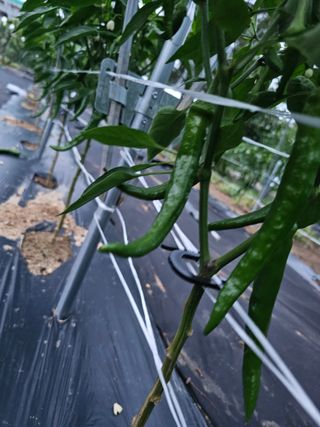 알 수 없음님의 고추 · 영농일지 작성글 사진