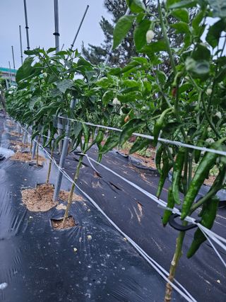 알 수 없음님의 고추 · 영농일지 작성글 사진