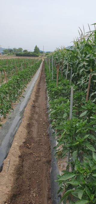 행복님의 고추 · 영농일지 작성글 사진