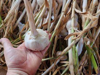 한상숙님의 마늘 · 영농일지 작성글 사진