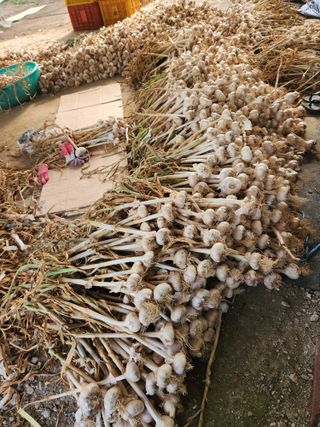 한상숙님의 마늘 · 영농일지 작성글 사진