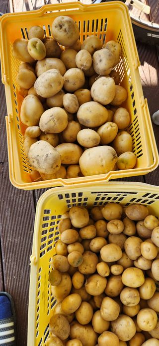 강병택님의 마늘 · 영농일지 작성글 사진