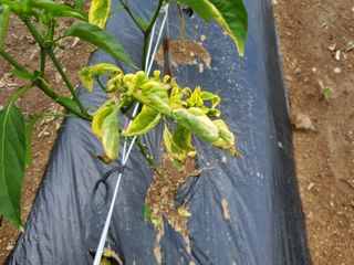 전종덕님의 고추 · 병해충상담 작성글 사진