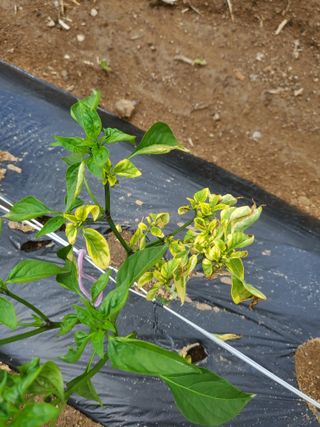 전종덕님의 고추 · 병해충상담 작성글 사진