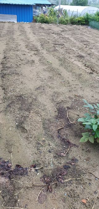 김조영님의 배추 · 병해충상담 작성글 사진