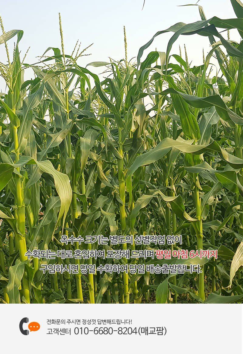 상근님의 장터 판매 상품 [(무료배송) 흑찰옥수수 20개] 첨부 사진