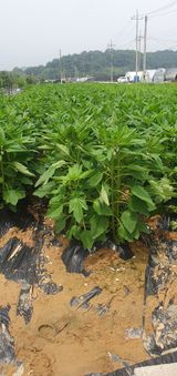 팜모닝 참깨·영농일지 게시글 이미지