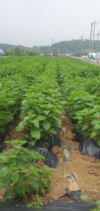 그린필드님의 참깨 · 영농일지 작성글 사진