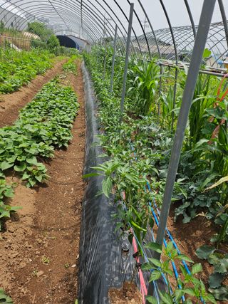 안동운님의 고추 · 영농일지 작성글 사진