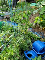 팜모닝 콩·영농일지 게시글 이미지