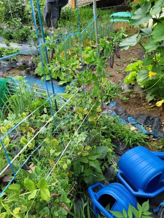 jun님의 콩 · 영농일지 작성글 사진