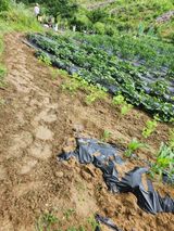 고영희님의 ☔️장마 대비 하셨나요?·참여글 작성글 사진